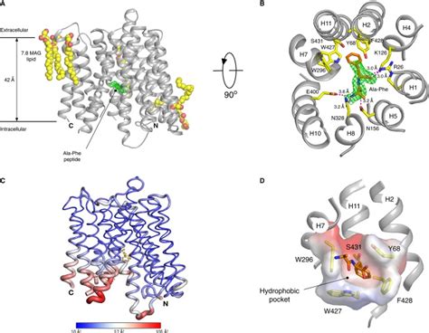 Structural basis for polyspecificity in the POT family of …