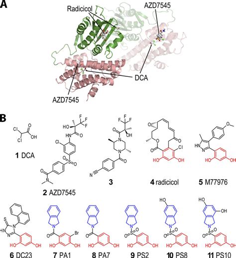 Structural basis for the inhibition of PDK2 by novel ATP- and …