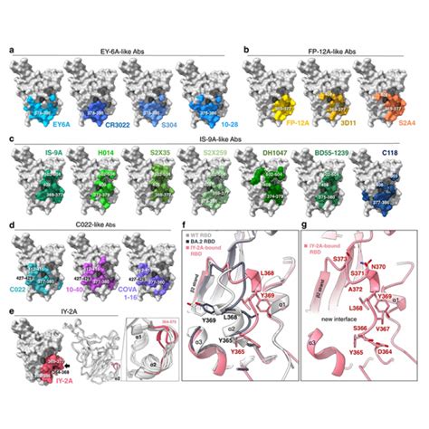 Structural basis for the neutralization of SARS-CoV-2 by an …