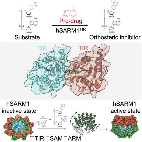 Structural basis of SARM1 activation, substrate