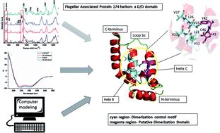 Structural features of FAP174, a MYCBP-1 orthologue from: Chlamydomonas …