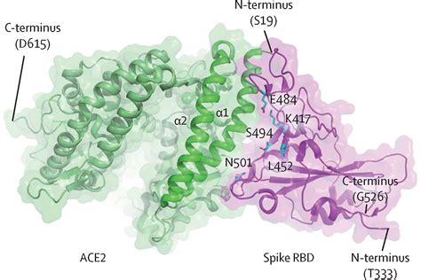 Structural insights into the SARS-CoV-2 Omicron RBD-ACE2