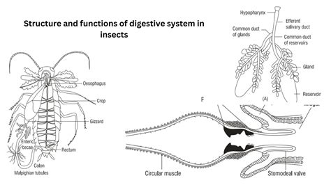 Structure And Classification Of Insects