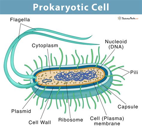 Structure Of Prokaryotic Cell Diagram Mrs. Browns Science Ro