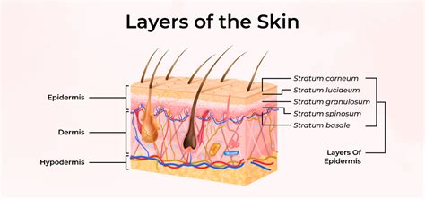 Structure Of Skin Skin Structure and Function LearnFatafat