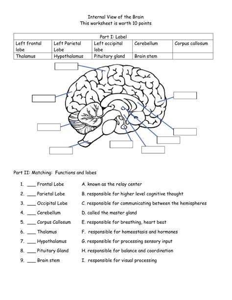 Structure Of The Brain Worksheets Answers