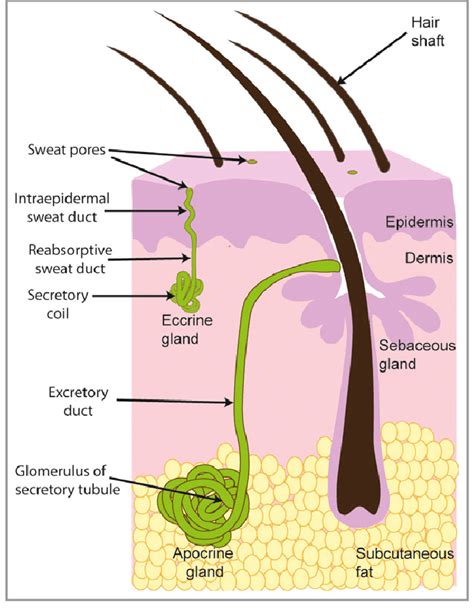 Structure and Function of Eccrine, Apocrine and …