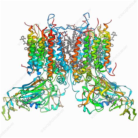 Structure model of the cytochrome b 6 f complex with