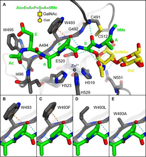 Structure of a fetuinbased model glycopeptide substrate docked in