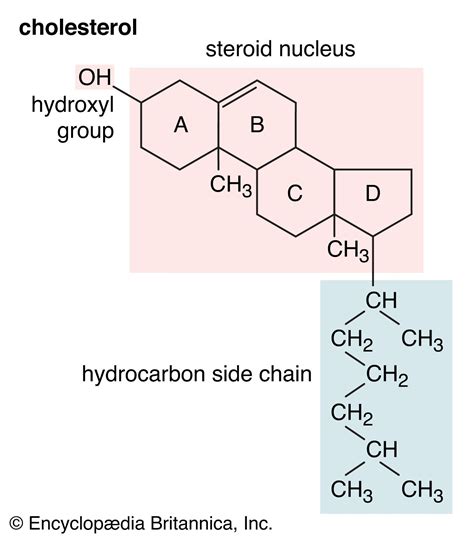 Structure of cholesterol What it is function and types
