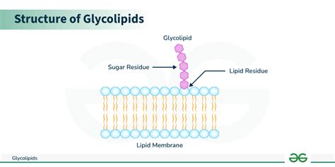 Structure of glycolipids in biochemistry.  Example: Acetone (CH3COCH3) i...