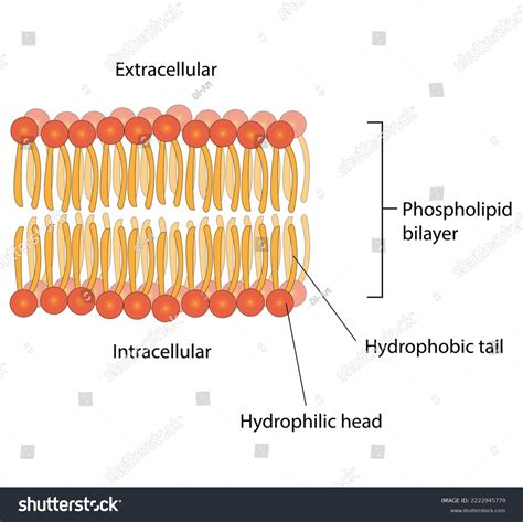 Structure of phospholipid bilayer.  The phospholipid bilayer is an important st...