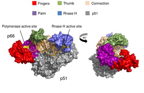 Structure of reverse transcriptase (RT). RT is pictured as a