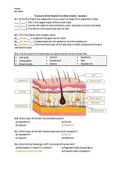 Structure of the Human Skin Worksheet Distance Learning worksheets