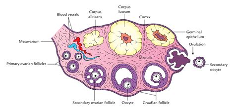 Structure of the ovary diagram
