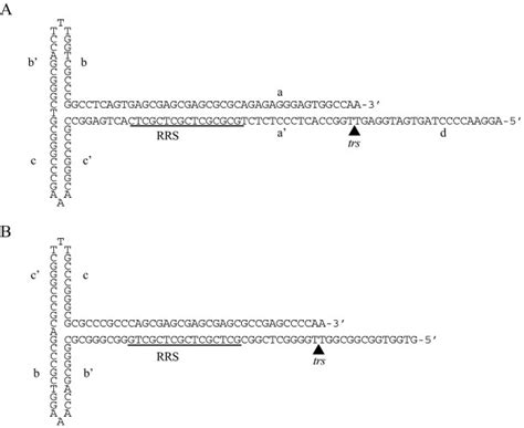 Structure of the wild-type AAV2 and modified ITR. (A) The AAV2 …