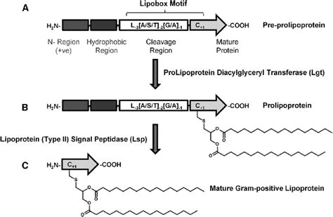 Structure-function relationship of bacterial prolipoprotein ...