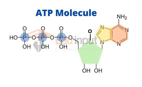StructureofATP PhD Muscle