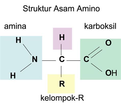 Struktur Dasar Asam amino PDF