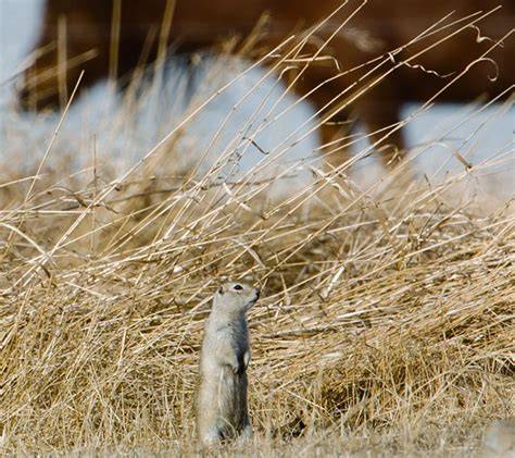Strychnine Returns for Gopher Control in Alberta & Saskatchewan 2026 | Delay Updates, Pros & Cons (2026)