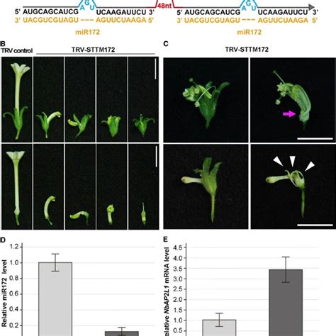 Sttm - Using STTM technology to silence miR319 in tomato, the phenotype changed significantly. For example, the leaf type was smaller, and the leaf development pattern was simplified (Sha et al. 2014) .