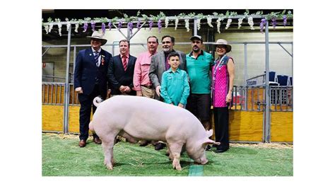 Stud pigs for sale. .  <a href=https://pandawaresik.com/drty3xa/dr-michael-gro...