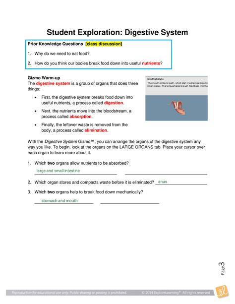 Student Exploration Digestive System Answers Gizmo Student