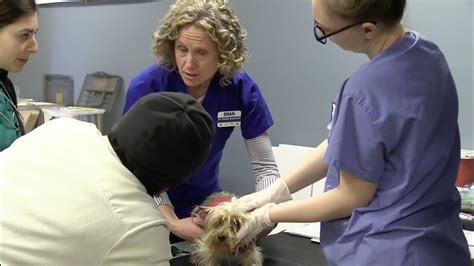 I strongly suggest getting experience by shadowing a vet first prior to delving into heading towards vet school and vet med. ... Vet Assistant, Doctor's Assistant, Vet Tech, and other positions. Different amounts of prior experience required, different requirements for education/licensing, and different responsibilities at the clinic .... 