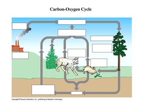 The process of photosynthesis involves the absorption of CO 2 by plants to produce carbohydrates. The equation is as follows: CO 2 + H 2 O + energy → (CH 2 O) n +O 2. Carbon compounds are passed along the food chain from the producers to consumers. The majority of the carbon exists in the body in the form of carbon dioxide through respiration.. 