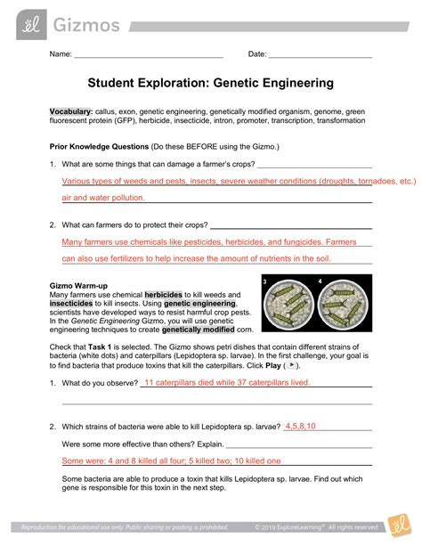 Student exploration genetic engineering. Student Exploration: Genetic Engineering. Directions: Follow the instructions to go through the simulation. Respond to the questions and prompts in the orange boxes. Vocabulary: callus, exon, genetic engineering, genetically modified organism, genome, green fluorescent protein (GFP), herbicide, insecticide, intron, promoter, transcription ... 