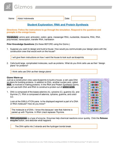 Student exploration rna and protein synthesis. Gizmo Warm-up Just as a construction crew uses blueprints to build a house, a cell uses DNA as plans for building proteins. In addition to DNA, another nucleic acid, called RNA, is involved in making proteins. In the RNA and Protein Synthesis Gizmo™, you will use both DNA and RNA to construct a protein out of amino acids 1. DNA is composed of the bases adenine (A), cytosine (C), guanine (G ... 