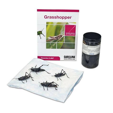 Student guide grasshopper dissection biokit answer. - Benjamin air rifle 340 342 347 assembly manual.