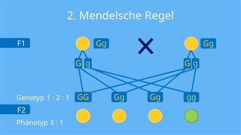 Studienführer sektion 2 mendelsche genetik schlüssel. - Compiler construction principles practice solution manual.