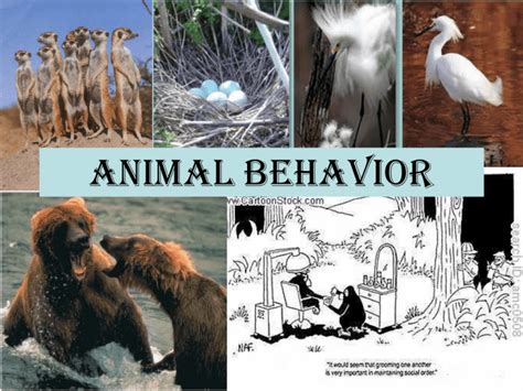 Studies In Animal Behavior