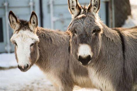 Study: Donkeys Need Added Protection in Cold Climates