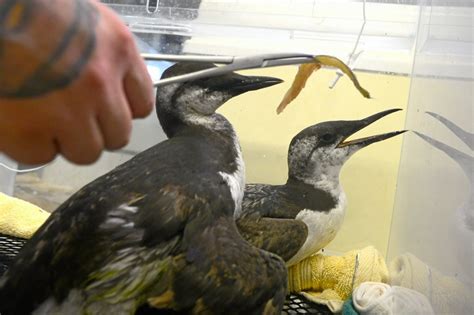 Study: Increased ‘marine heat waves’ in Pacific Ocean threaten seabirds