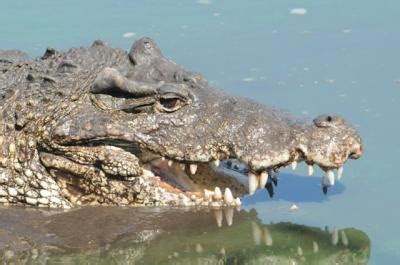 Study: Wild Cuban crocodiles hybridize with American crocs - Phys.org