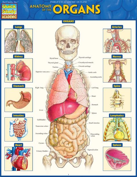 Study Body Organ Guide System