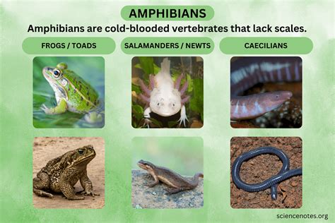 Study Guide Amphibians