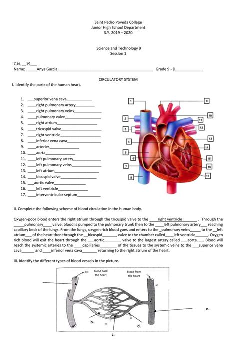 Study Guide Circulatory System Answer Key