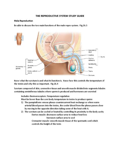 Study Guide Reproduction