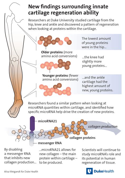Study Humans Have Ability to Regenerate Cartilage