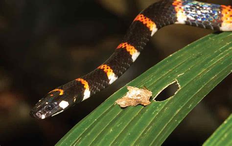 Study Of Poisonous Snakes Boosts Old Batesian Principle Of …