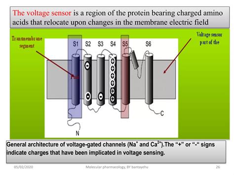 Study Solution and Tutorial Voltage Gated Ion Channels Ppt