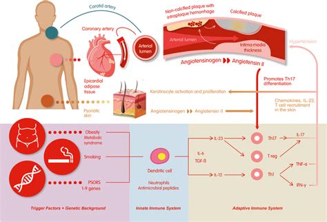 Study explains the link between psoriasis treatment and cardiovascular ...