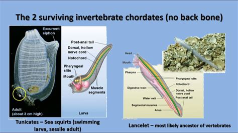 Study guide echinoderms and invertebrate chordates answers. - Manual de reparacion de taller digital lada niva.