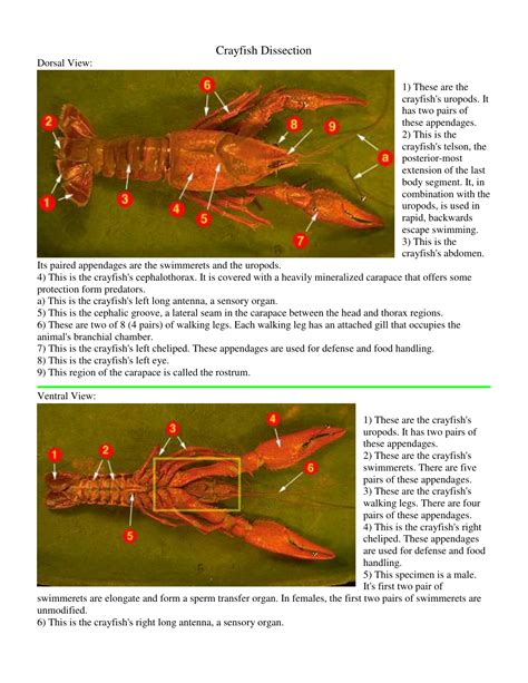 Study guide for anatomy of a crayfish. - Yamaha yzfr1 yzf r1 2004 2006 repair service manual.