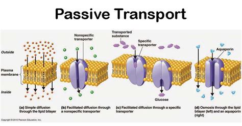 Study guide for passive and active transport. - A exceção de pré-executividade nos processos civil e do trabalho.