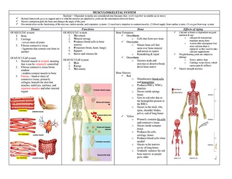 Study guide for the musculoskeletal system. - Bio ch 28 protists guide answers.