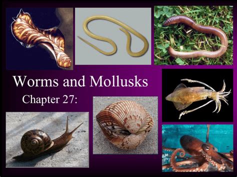 Study guide for worms and mollusks. - The illustrated encyclopedia of animals birds fish of british isles a natural history and identification guide.